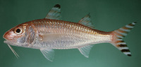 Upeneus subvittatus, : fisheries