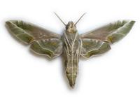 Daphnis nerii - Oleander Hawk-moth