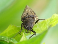 Sialis lutaria - Alderfly