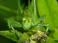 Tettigonia cantans