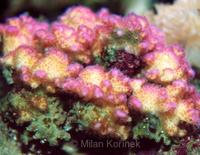 Pocillopora damicornis - Bird's Nest Coral