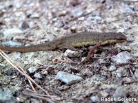 Triturus vulgaris schmidtlerorum