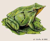 Image of: Rhinoderma darwinii (Darwin's frog)