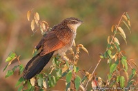 Centropus superciliosus - White-browed Coucal