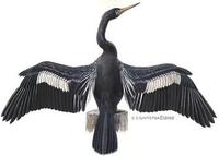 Image of: Anhinga anhinga (anhinga)