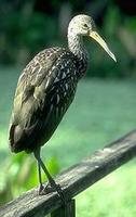 Image of: Aramus guarauna (limpkin)