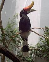 Image of: Buceros rhinoceros (rhinoceros hornbill)