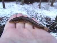 Barbatula barbatula