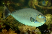 Naso vlamingii - Bignose unicornfish