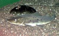 Image of: Platystomatichthys sturio (long-whiskered catfish)