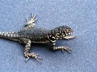 Image of: Tropidurus