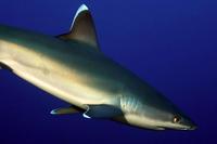 Image of: Carcharhinus albimarginatus (silvertip shark)