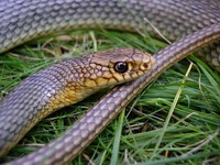 Dolichophis caspius