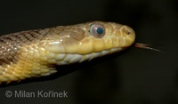 Pantherophis obsoletus quadrivittata - Yellow Rat Snake