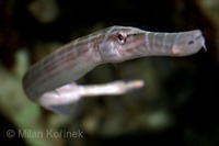 Aulostomus chinensis - Chinese Trumpetfish