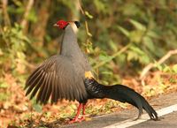 Siamese Fireback - Lophura diardi