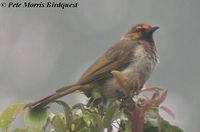 Orange-spotted Bulbul - Pycnonotus bimaculatus