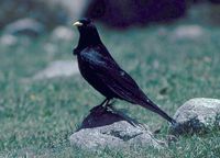 Yellow-billed Chough - Pyrrhocorax graculus