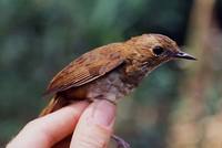 Lesser Shortwing - Brachypteryx leucophrys