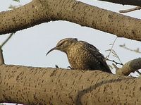 Spotted Creeper - Salpornis spilonotus