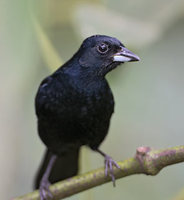 White-lined Tanager (Tachyphonus rufus) photo