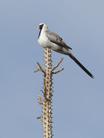 Namaqua Dove (Oena capensis) photo