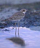 Greater Sand-Plover (Charadrius leschenaultii) photo