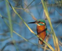 Common Kingfisher (Alcedo atthis) photo