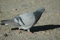 Hill Pigeon - Columba rupestris