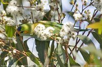 Purple-crowned Lorikeet - Glossopsitta porphyrocephala