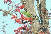 Blue-winged Macaw - Primolius maracana