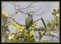 Red-billed Parrot - Pionus sordidus