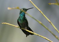 Blue-tailed Emerald - Chlorostilbon mellisugus