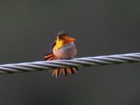 Scintillant Hummingbird - Selasphorus scintilla