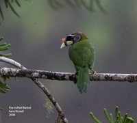 Fire-tufted Barbet - Psilopogon pyrolophus