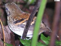 Spotted Antbird - Hylophylax naevioides