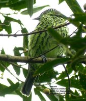 Sharpbill - Oxyruncus cristatus