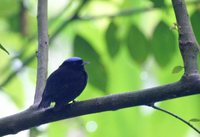 Blue-crowned Manakin - Lepidothrix coronata