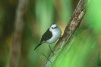 Black-backed Water-Tyrant - Fluvicola albiventer