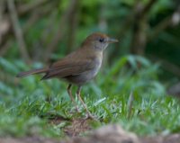 Ruddy-capped Nightingale-Thrush - Catharus frantzii