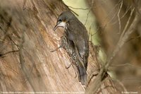 White-throated Treecreeper - Cormobates leucophaeus