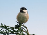 Coal Tit - Periparus ater