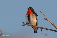 Mistletoebird - Dicaeum hirundinaceum