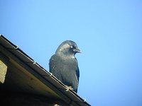 Eurasian Jackdaw - Corvus monedula