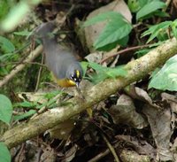 Fan-tailed Warbler - Euthlypis lachrymosa