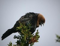 Brown-headed Cowbird - Molothrus ater