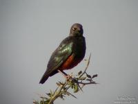 Chestnut-bellied Starling ?? Yvan Perr???