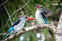 Mangrove Kingfishers