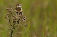*NEW* Strange-tailed Tyrant (female)