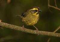 Yellow-striped Brush-finch